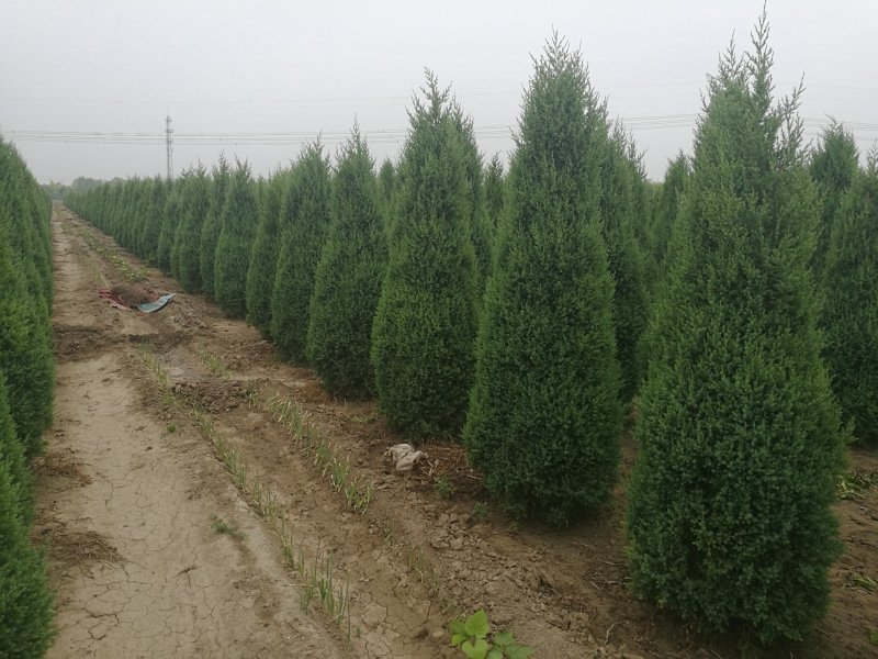 望都塔桧河北望都景观绿化2.5米自然塔形