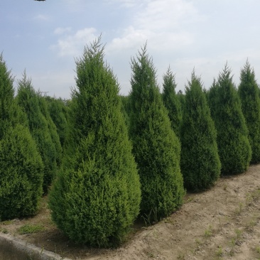 望都塔桧河北望都景观绿化2.5米自然塔形