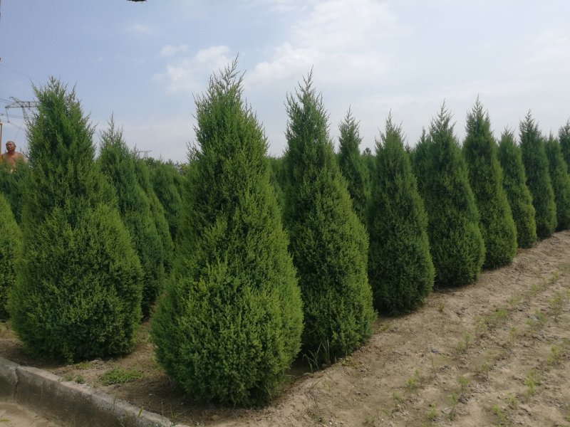 望都塔桧河北望都景观绿化2.5米自然塔形