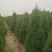 望都塔桧河北望都景观绿化2.5米自然塔形