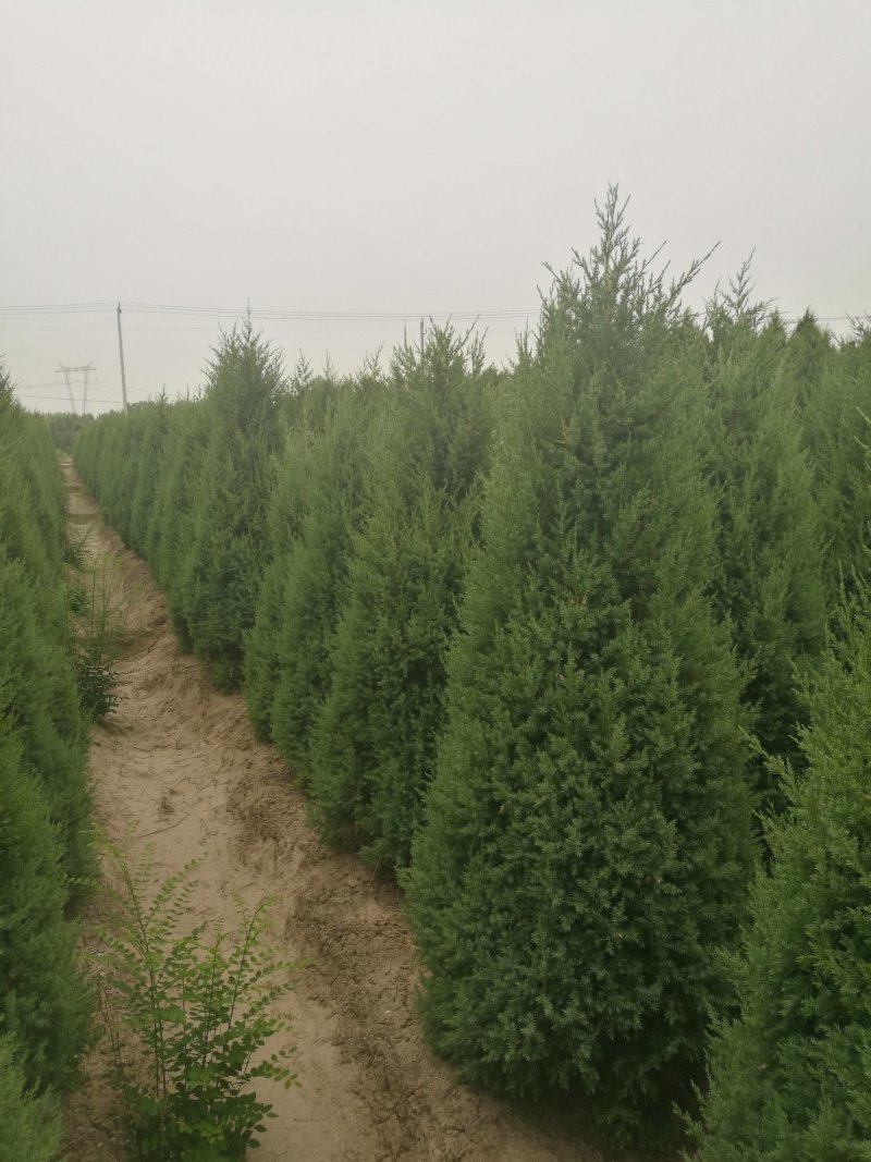 望都塔桧河北望都景观绿化2.5米自然塔形