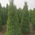 望都塔桧河北望都景观绿化2.5米自然塔形