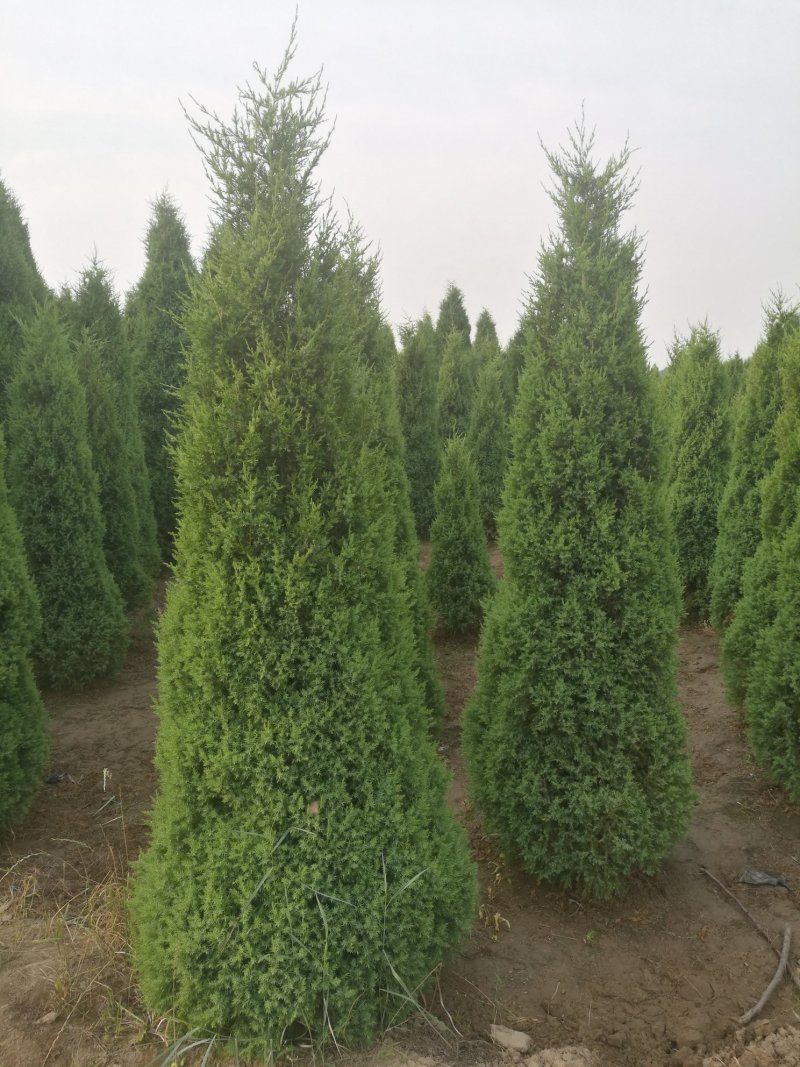 望都塔桧河北望都景观绿化2.5米自然塔形