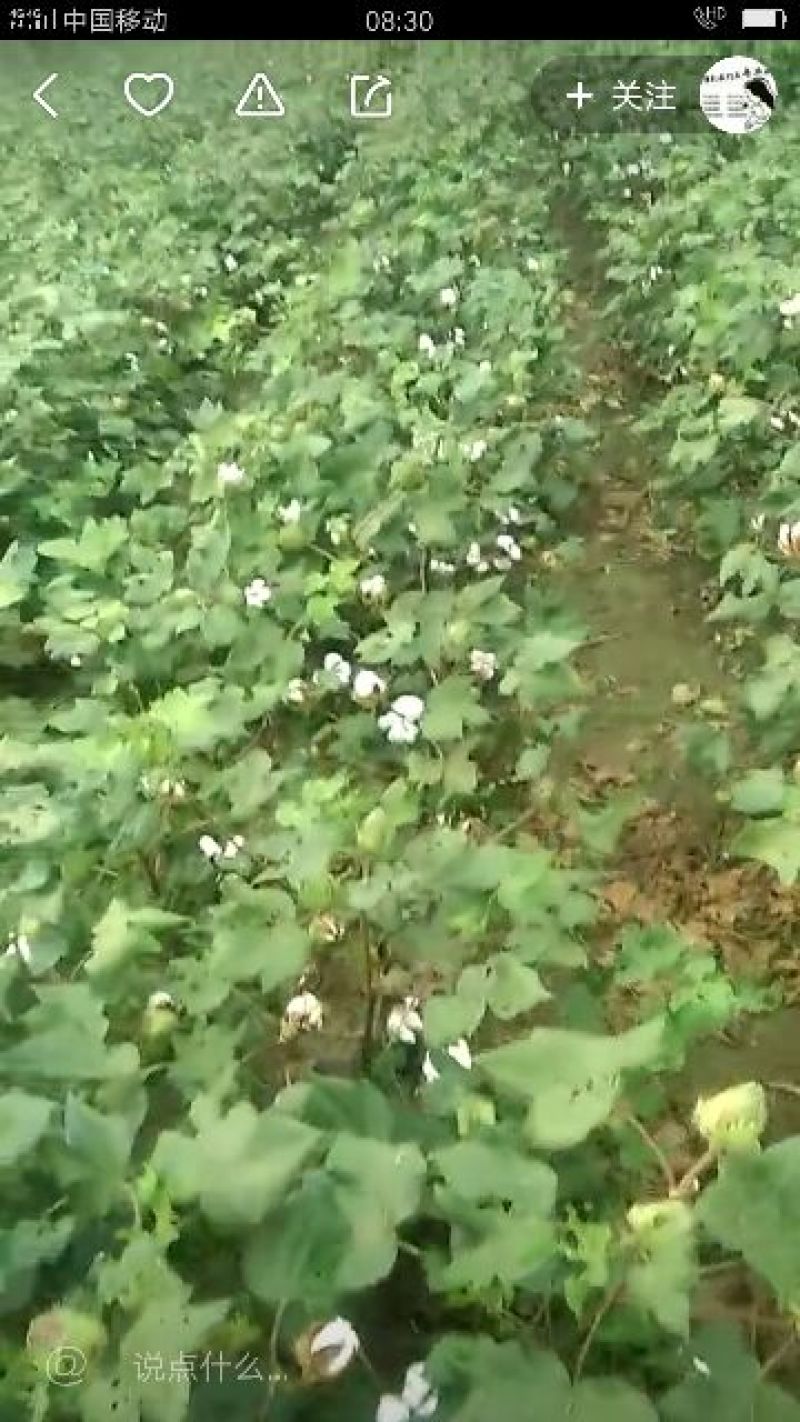 子棉