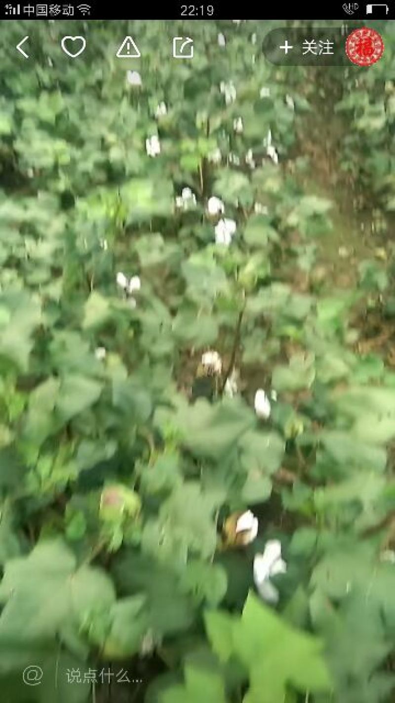 子棉