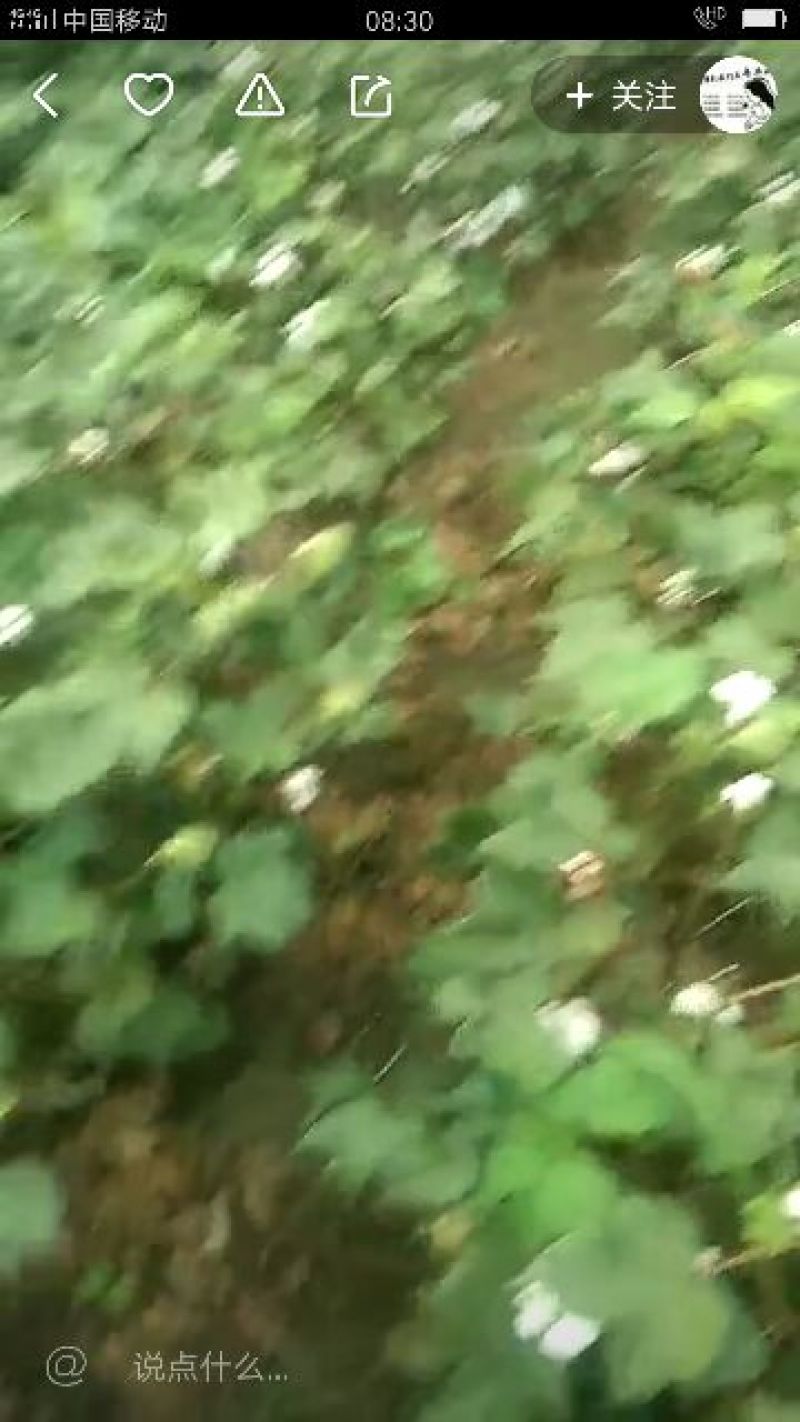 子棉