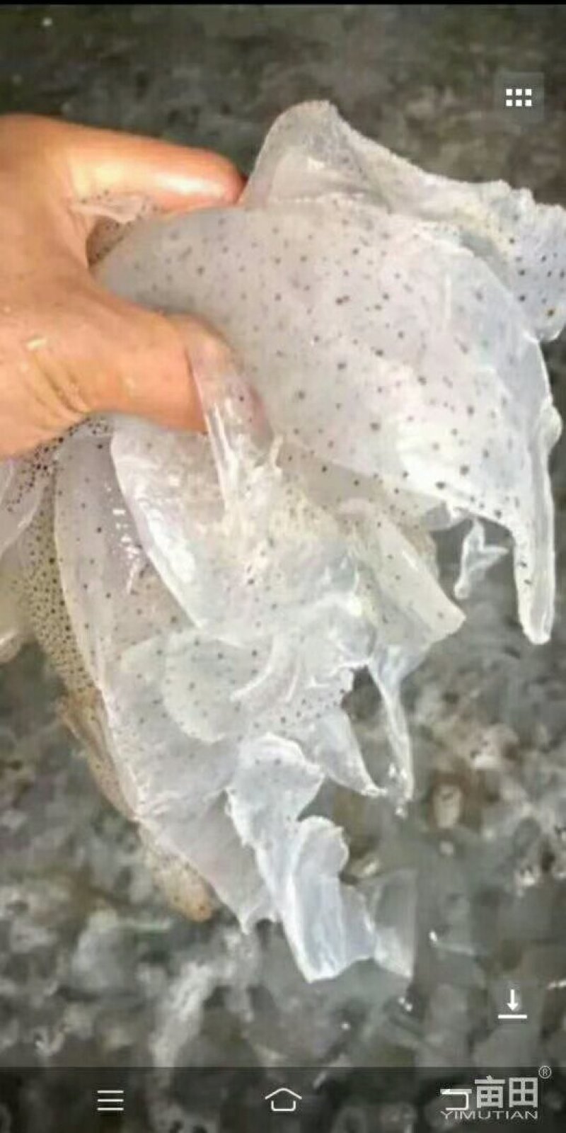 天然海蜇