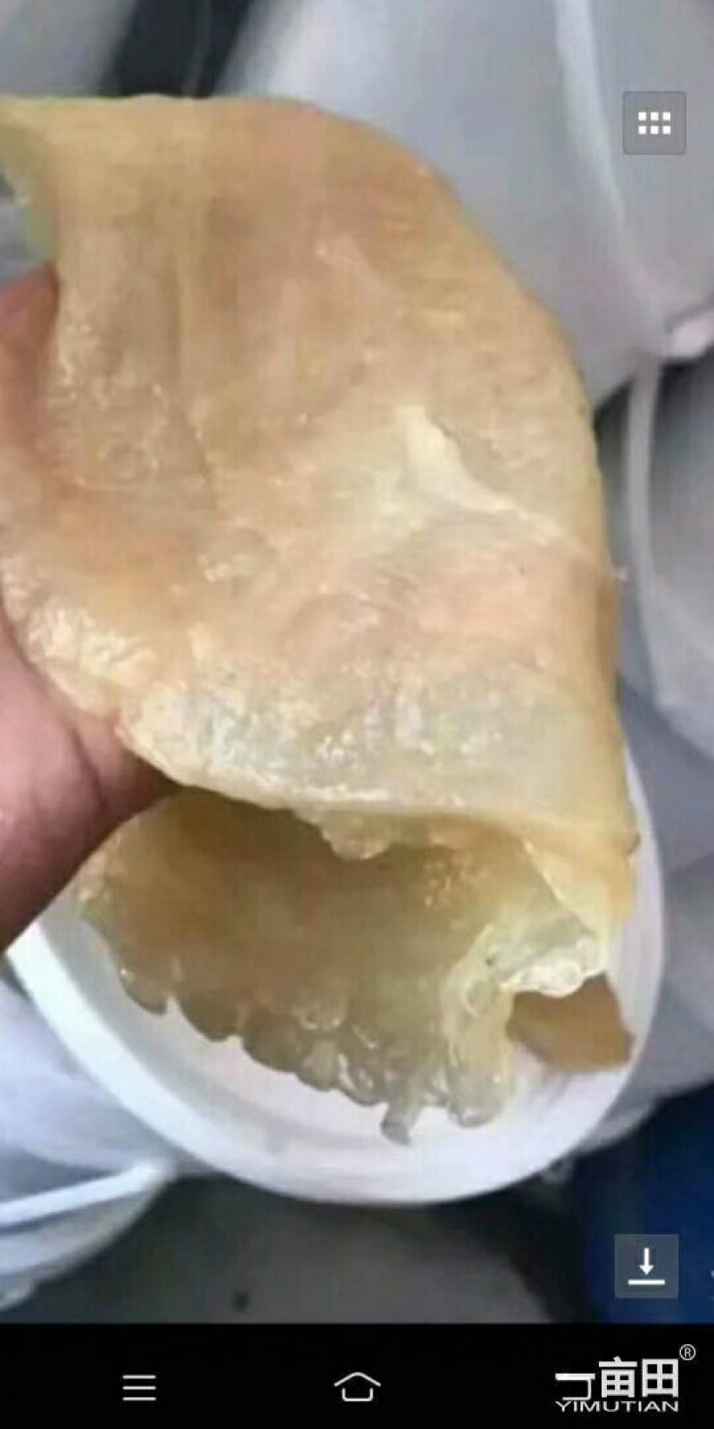 天然海蜇