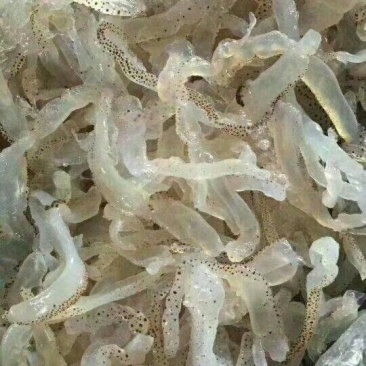 天然海蜇