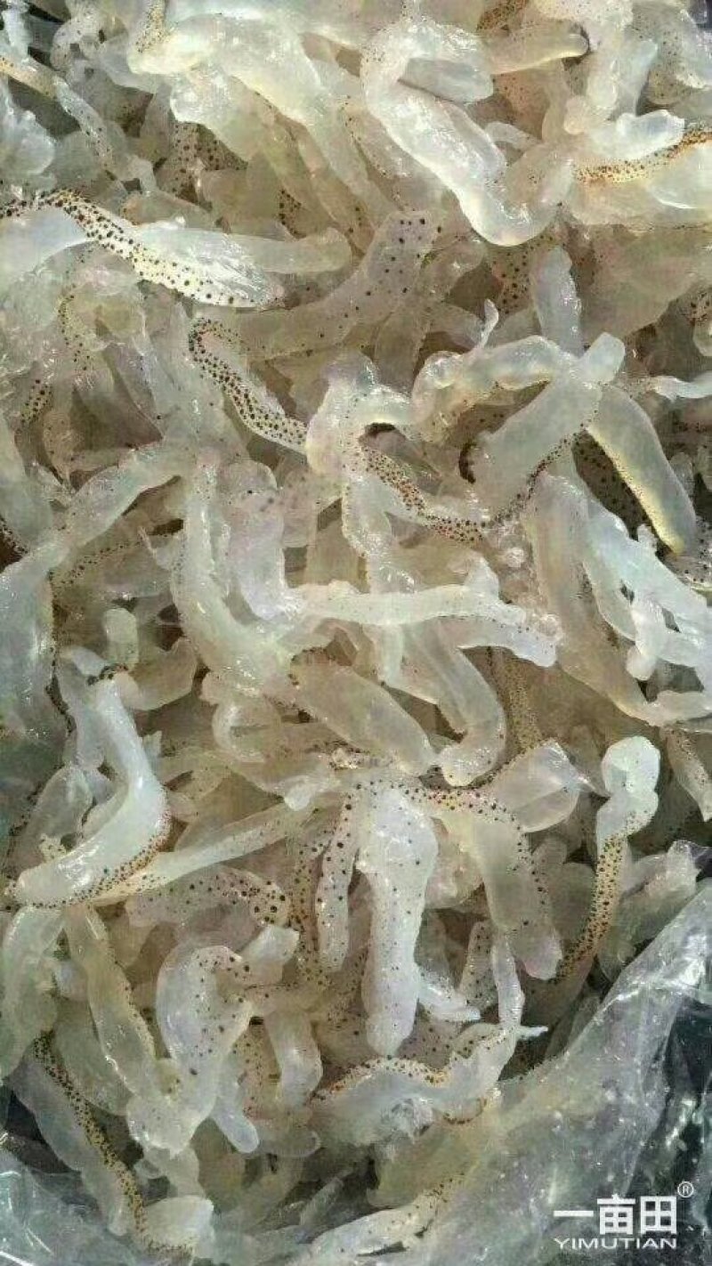 天然海蜇