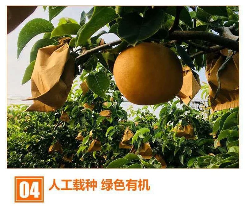 【新果现货】【一件代发】丰水梨脆甜多汁5斤包邮，