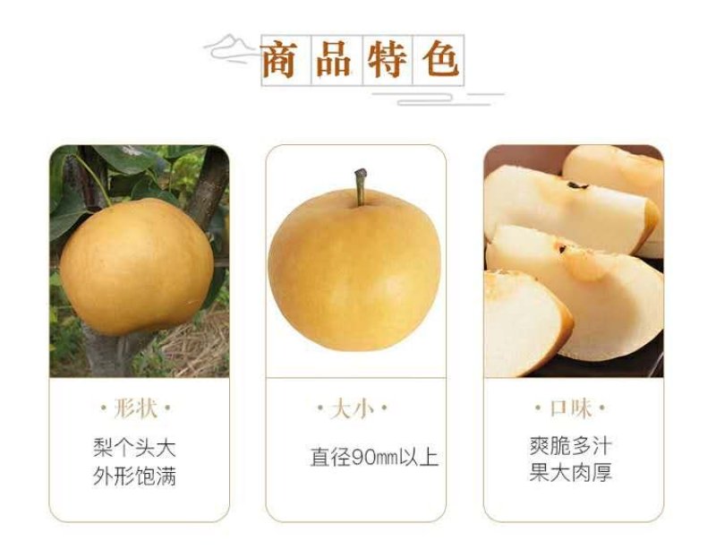 【新果现货】【一件代发】丰水梨脆甜多汁5斤包邮，