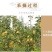 【新果现货】【一件代发】丰水梨脆甜多汁5斤包邮，