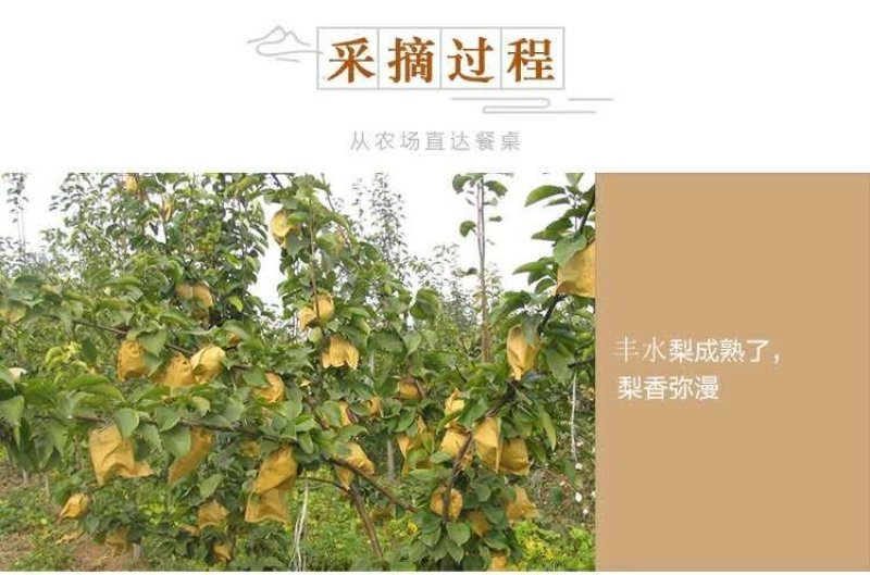 【新果现货】【一件代发】丰水梨脆甜多汁5斤包邮，