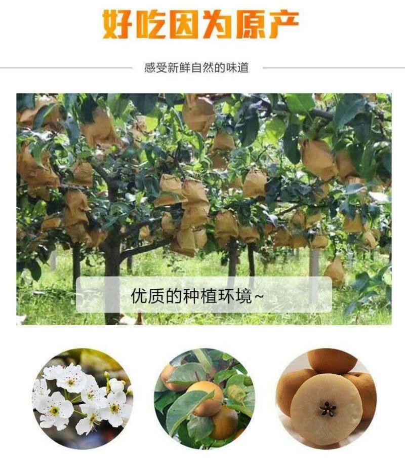 【新果现货】【一件代发】丰水梨脆甜多汁5斤包邮，