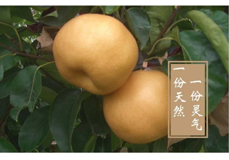 【新果现货】【一件代发】丰水梨脆甜多汁5斤包邮，
