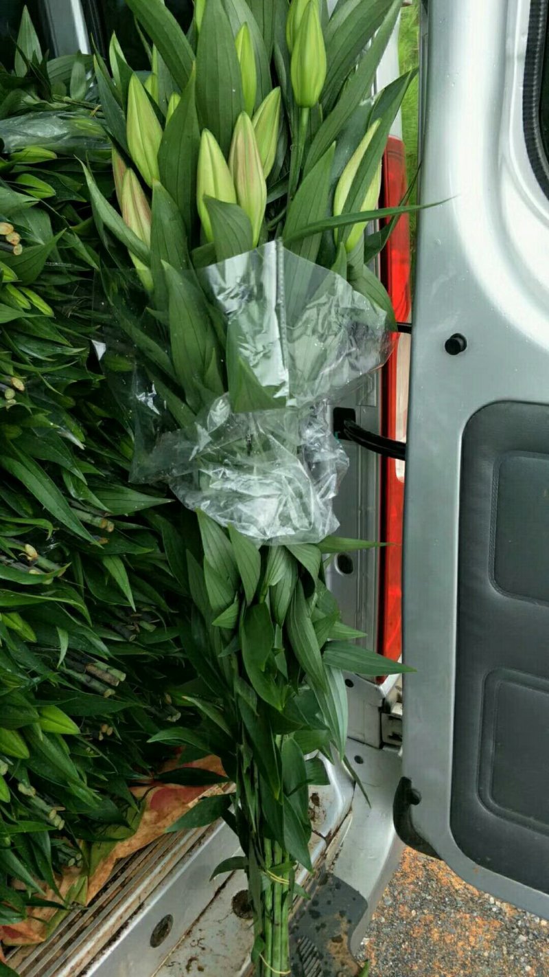 百合鲜切花，西伯利亚，索尔帮，黄天霸