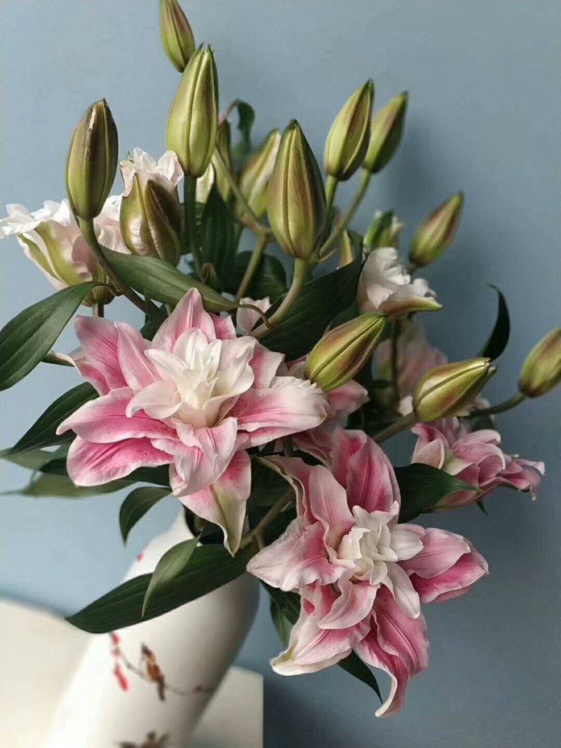 百合鲜切花，西伯利亚，索尔帮，黄天霸