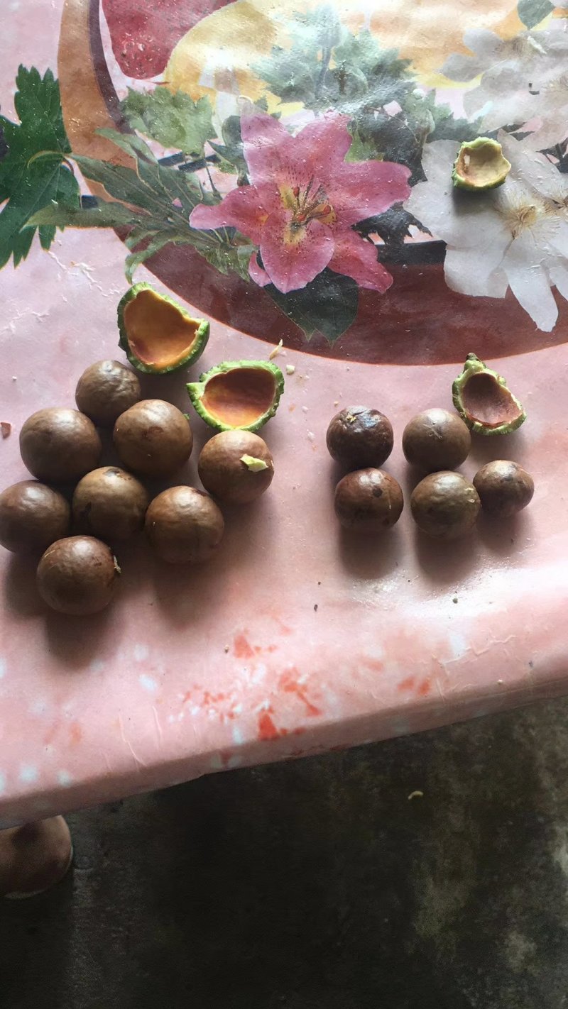 坚果上市了有意者联系