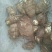 芋头，质量好。价格低，货源充足