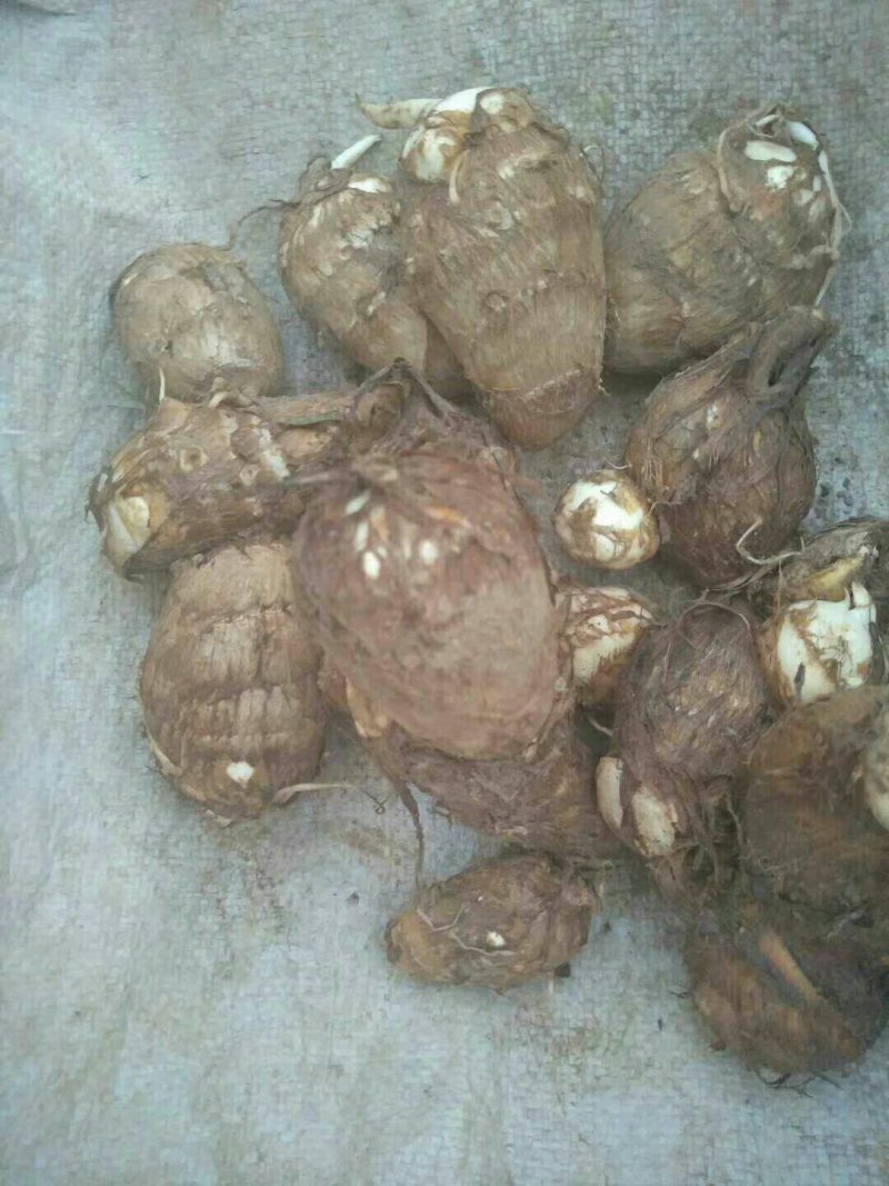 芋头，质量好。价格低，货源充足