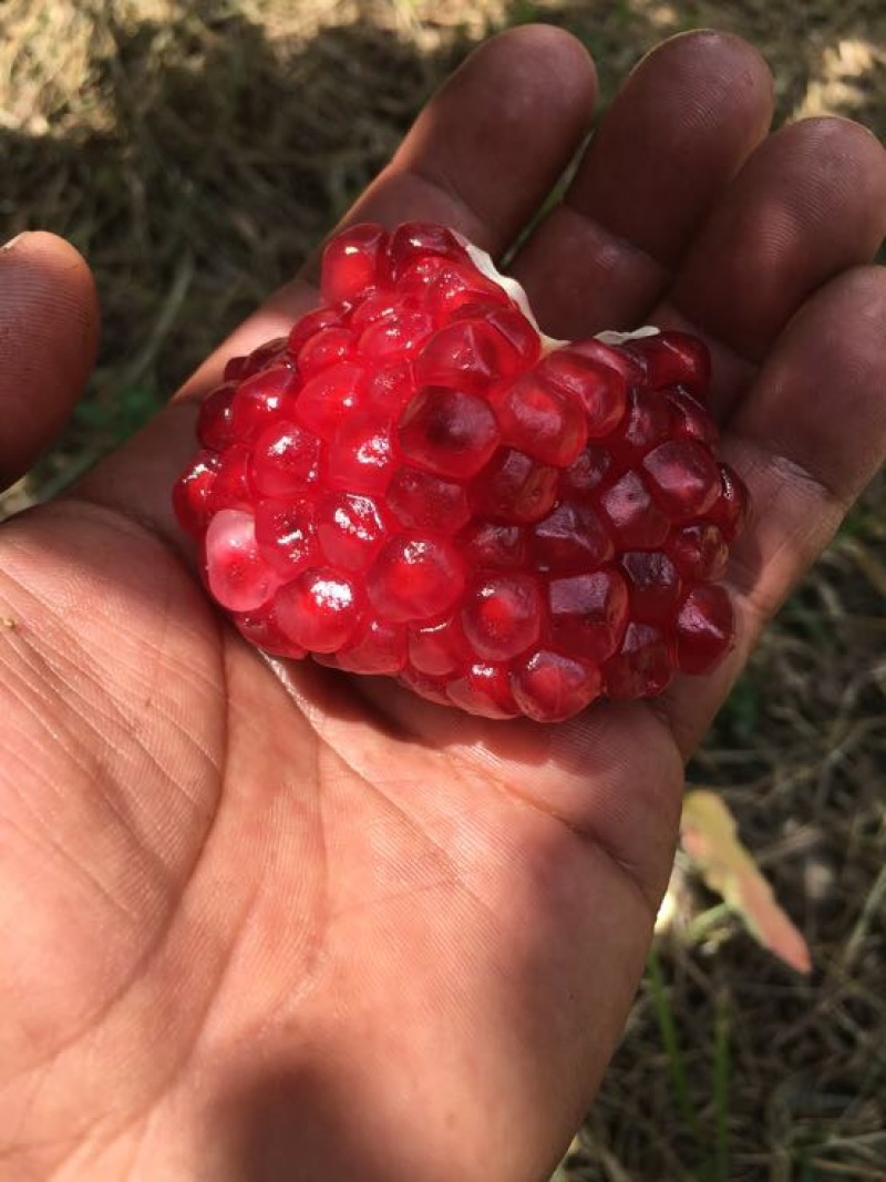 突尼斯软籽石榴6两~8两