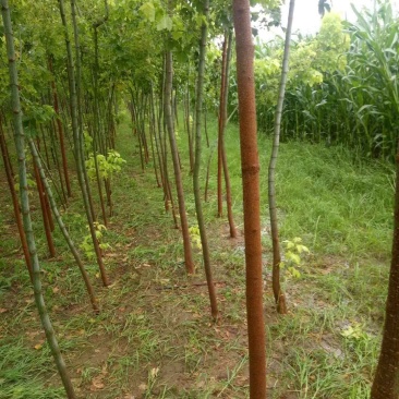 复叶槭