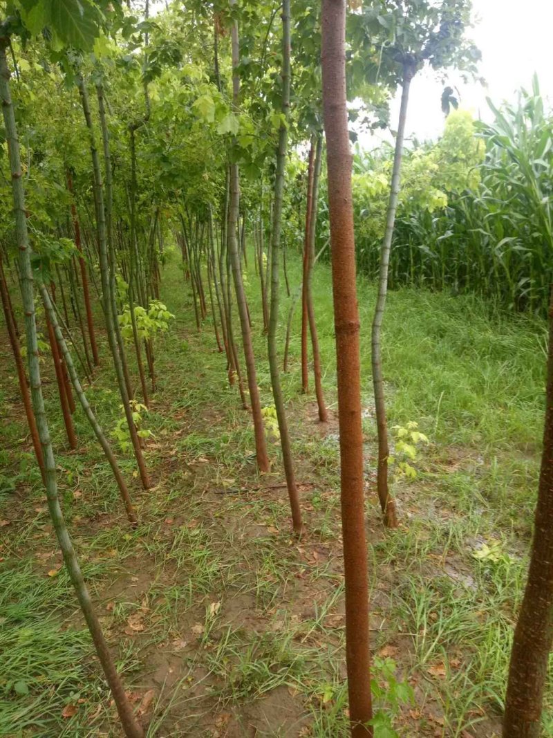 复叶槭