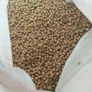 黄豆