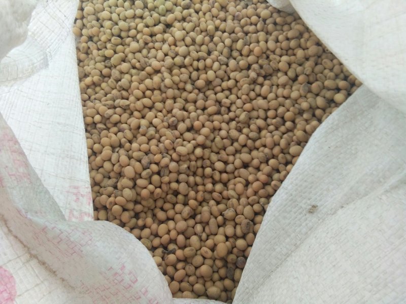 黄豆