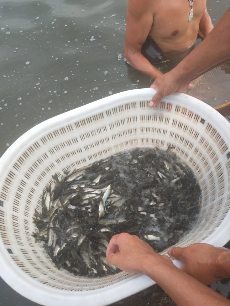 【草鱼鱼苗】草鱼苗10cm以上人工养殖