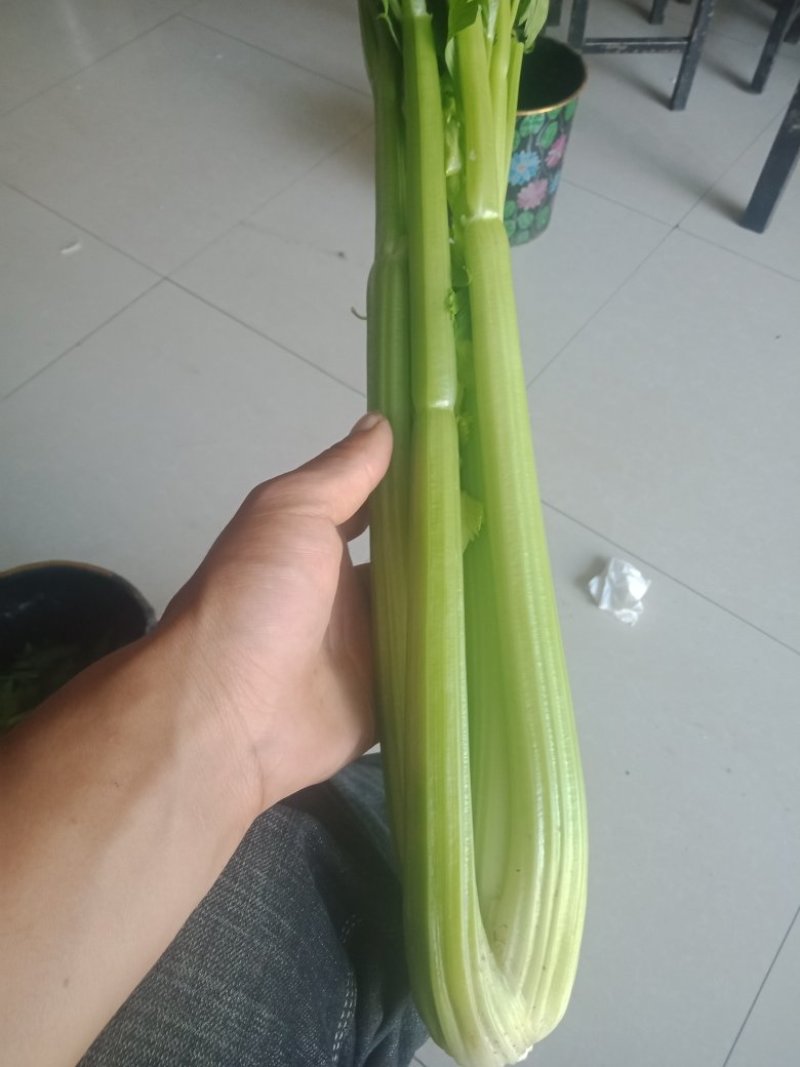 西芹