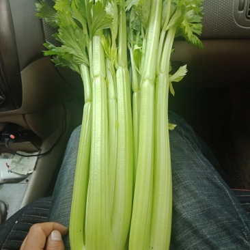 西芹