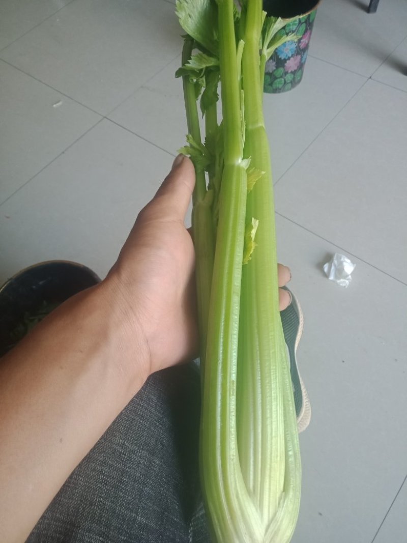 西芹