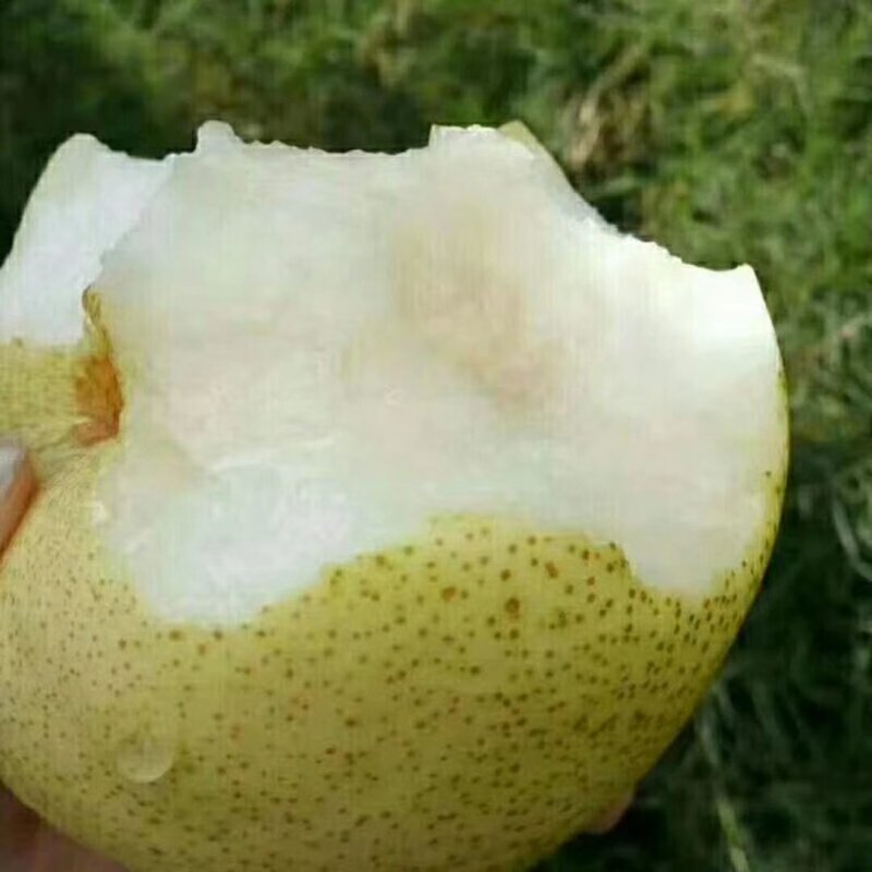 【荐】梨砀山梨酥梨脆甜历史悠久产地直供欢迎实地考察品尝