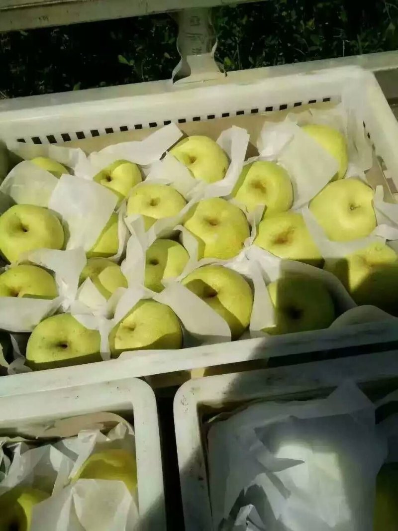 【荐】梨砀山梨酥梨脆甜历史悠久产地直供欢迎实地考察品尝