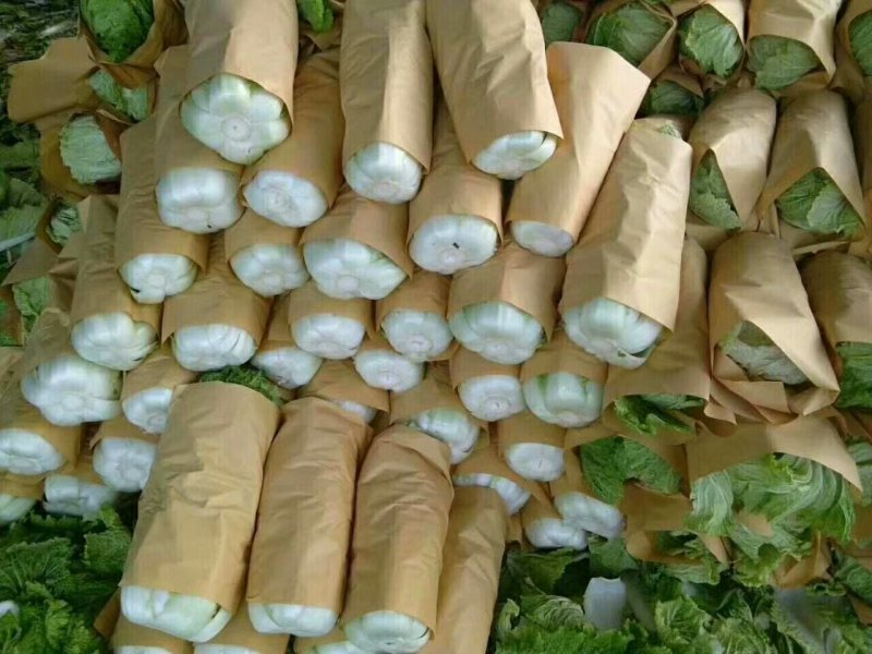 北京新三号供应量大，供应期长