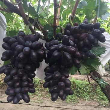 紫无核葡萄