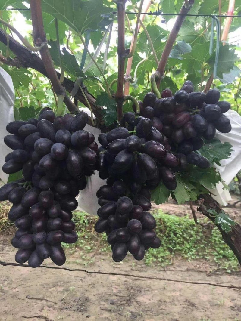 紫无核葡萄