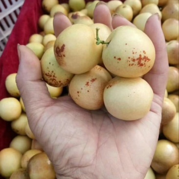 大荔冬枣统货