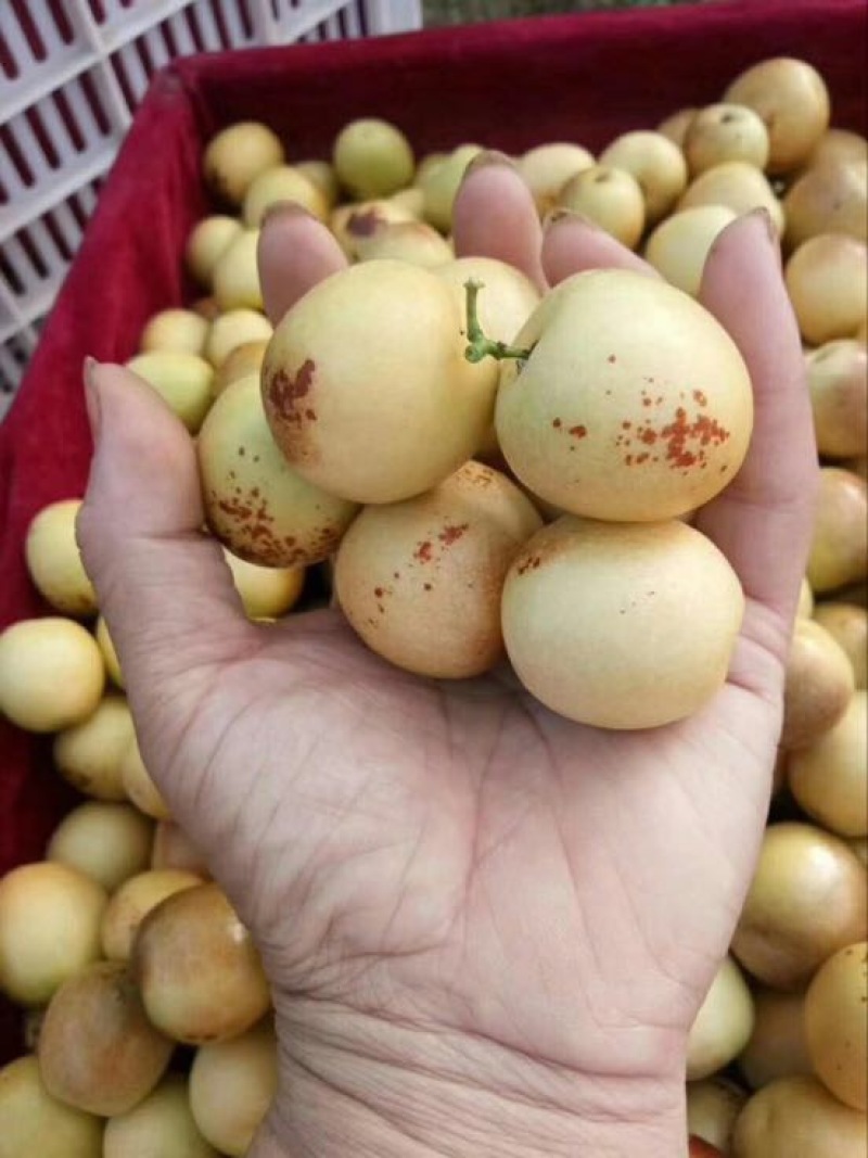大荔冬枣统货