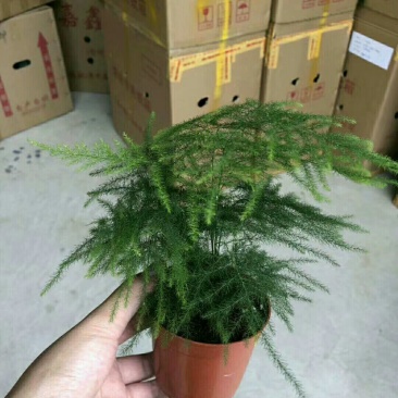 文竹