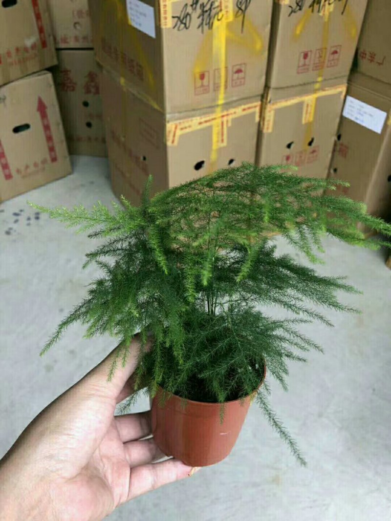 文竹