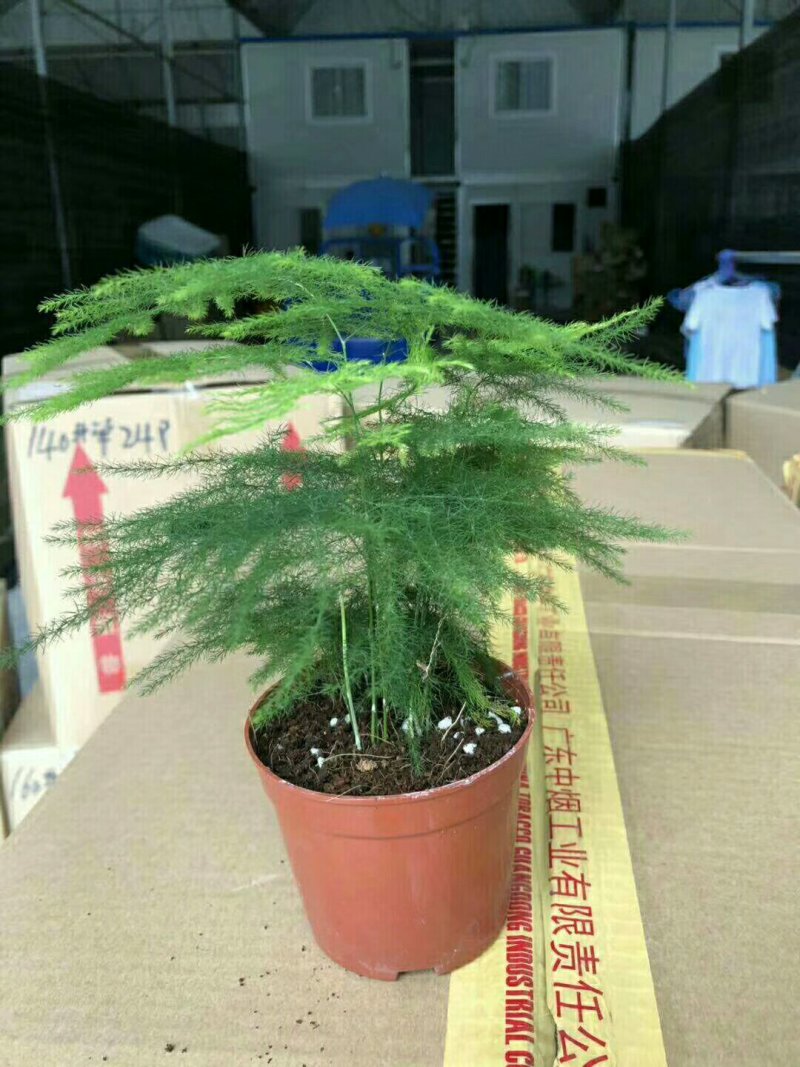 文竹