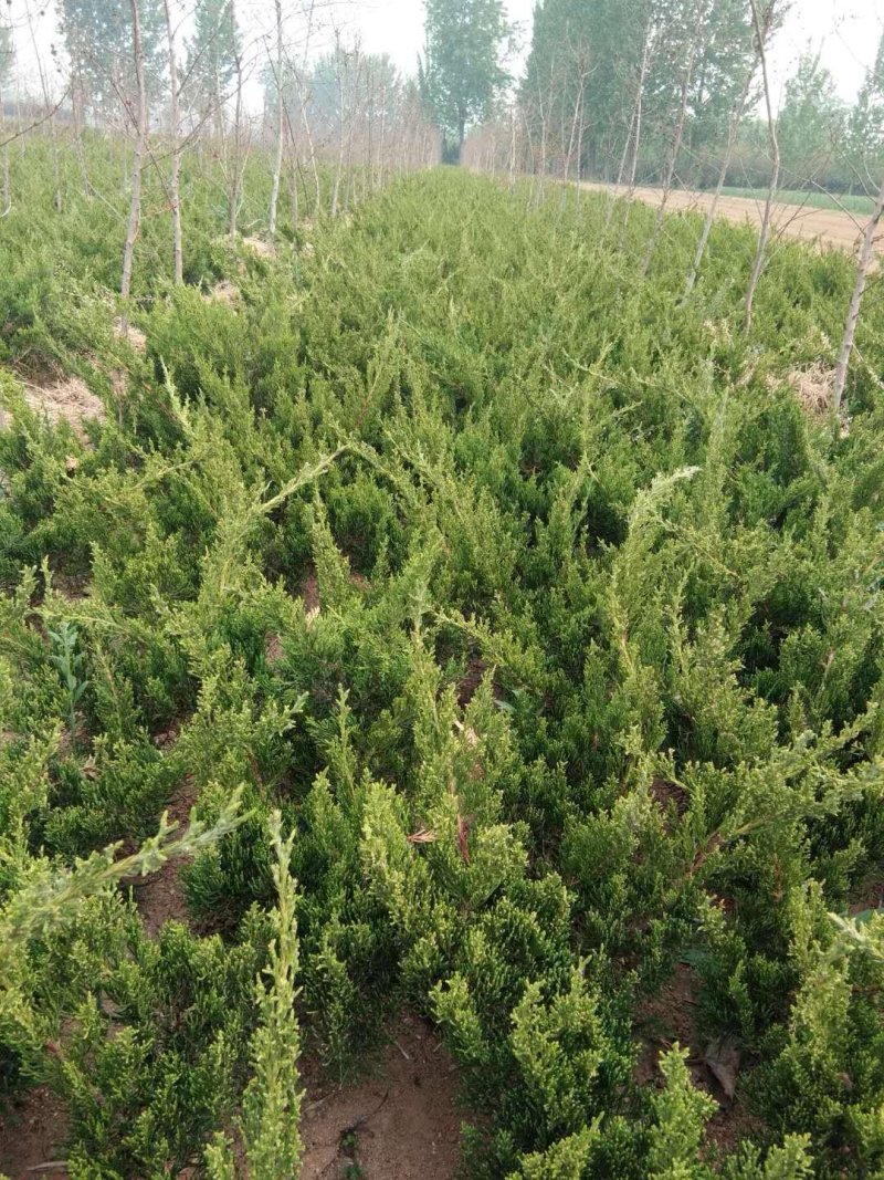 出售龙柏50高左右量大供应