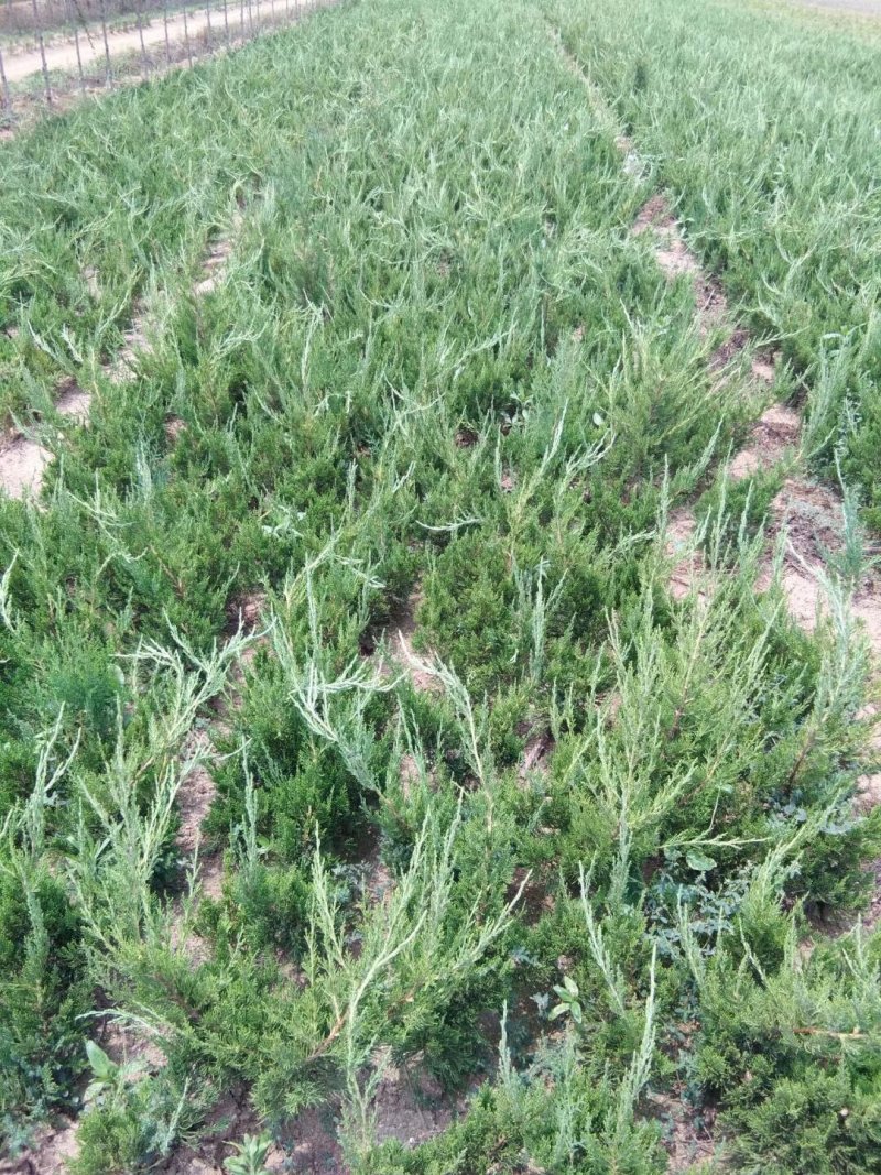 出售龙柏50高左右量大供应
