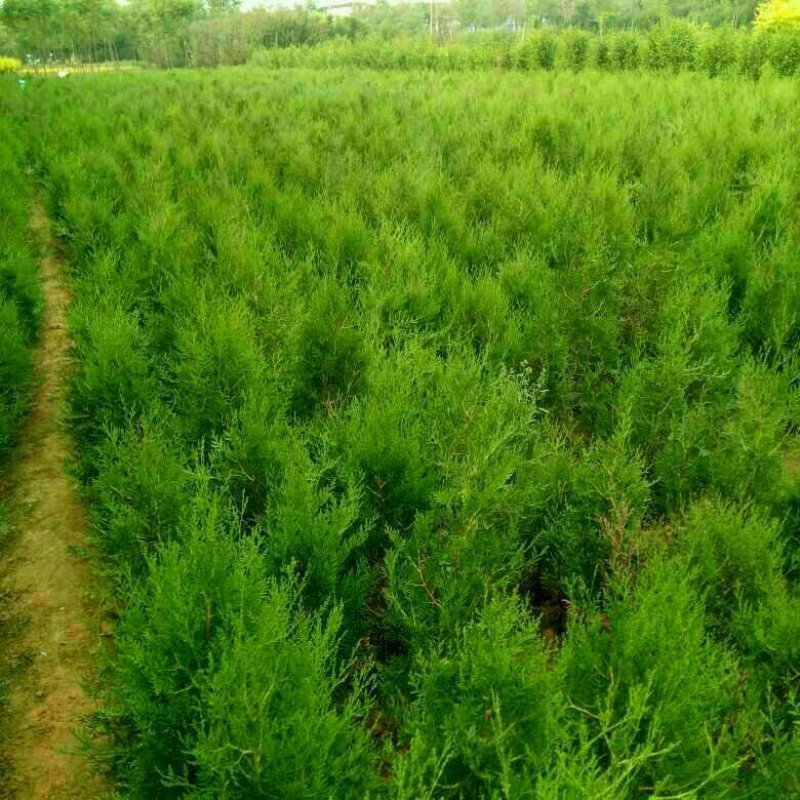 侧柏