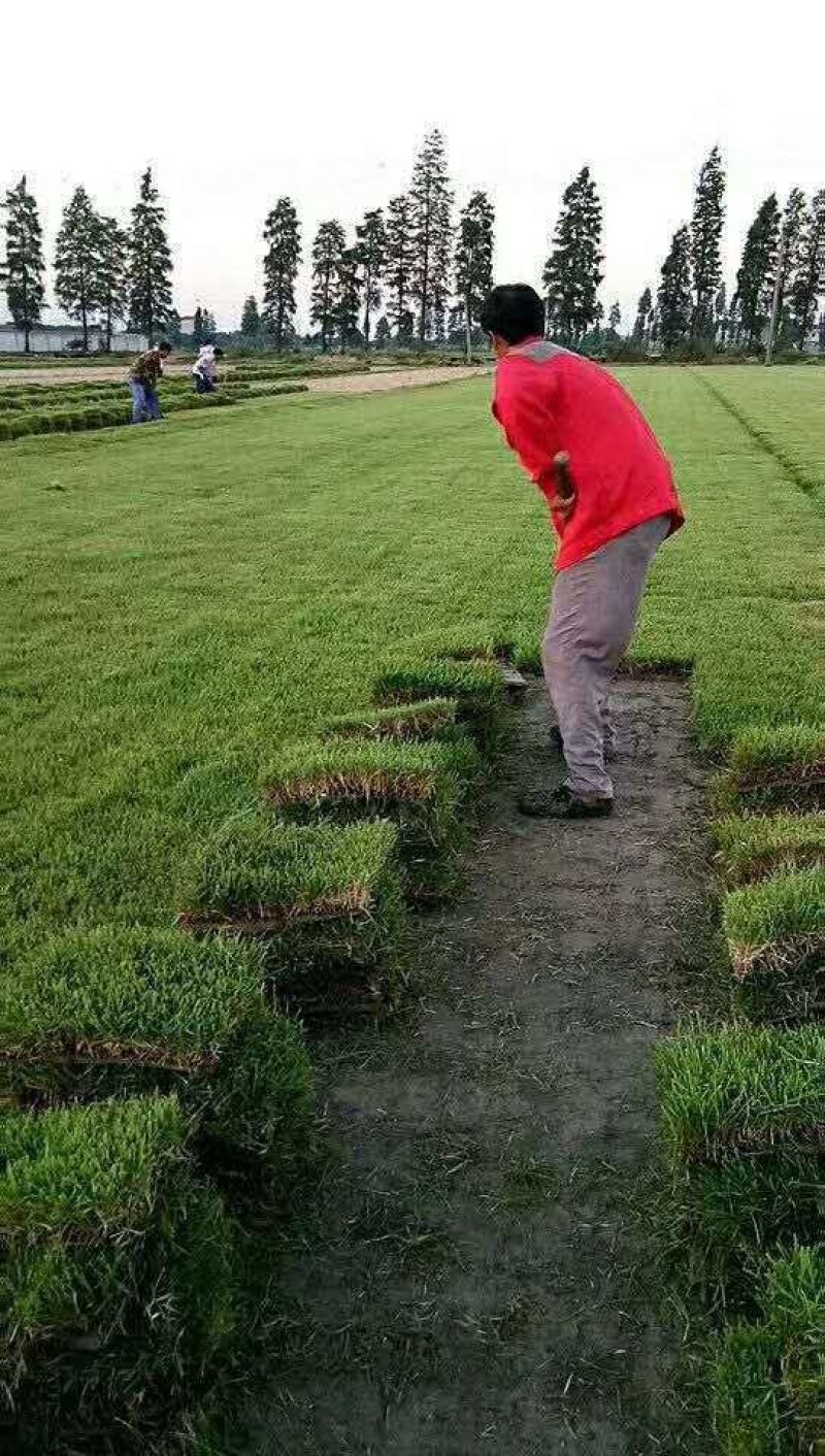 草坪大量出售马尼拉草皮，四季青草皮百慕大草皮，果岭草