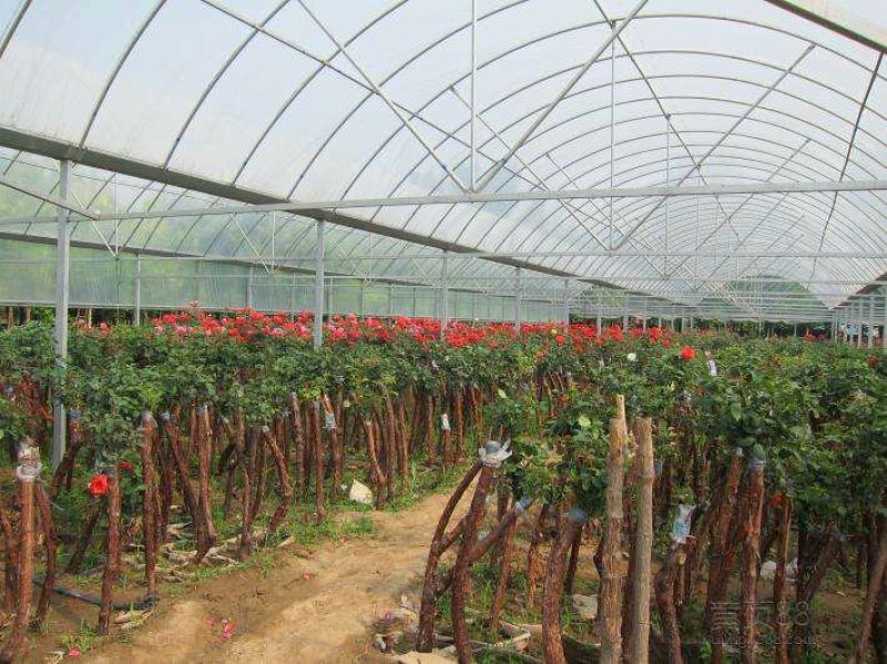 厂家生产各种花卉，养殖钢架大棚