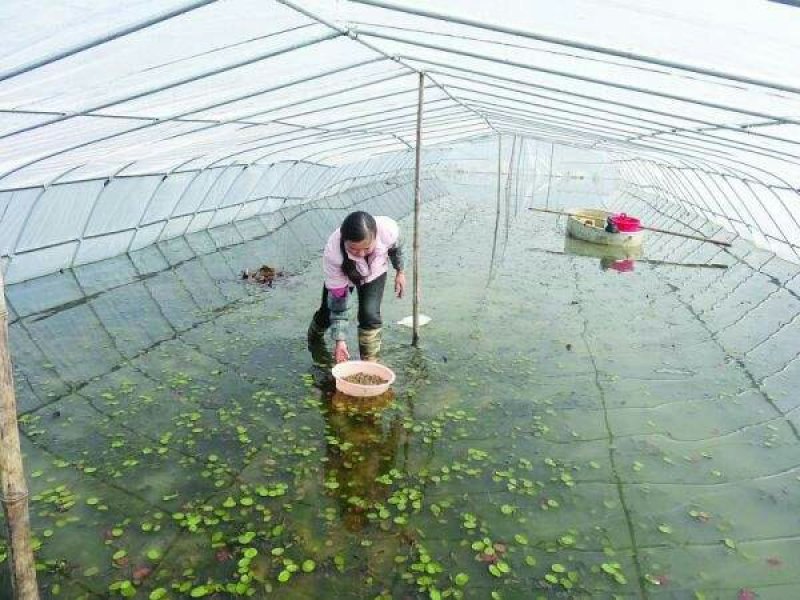 厂家生产各种花卉，养殖钢架大棚